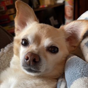 ⭐️💥SALE💥⭐️